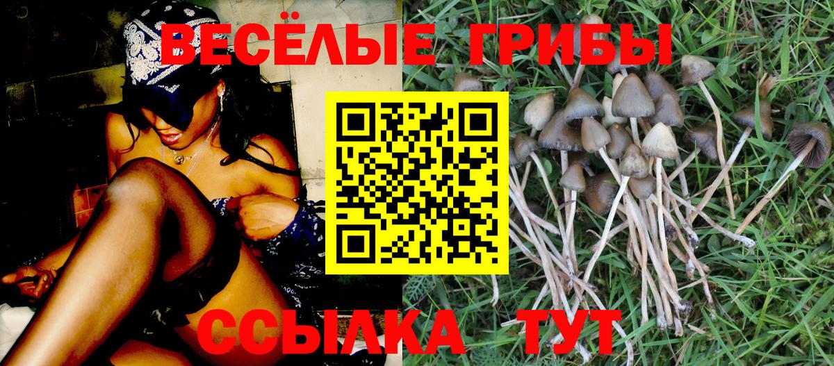 Псилоцибиновые грибы Cubensis Котовск